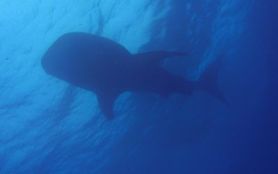 Walhaie in Oslob auf den Philippinen