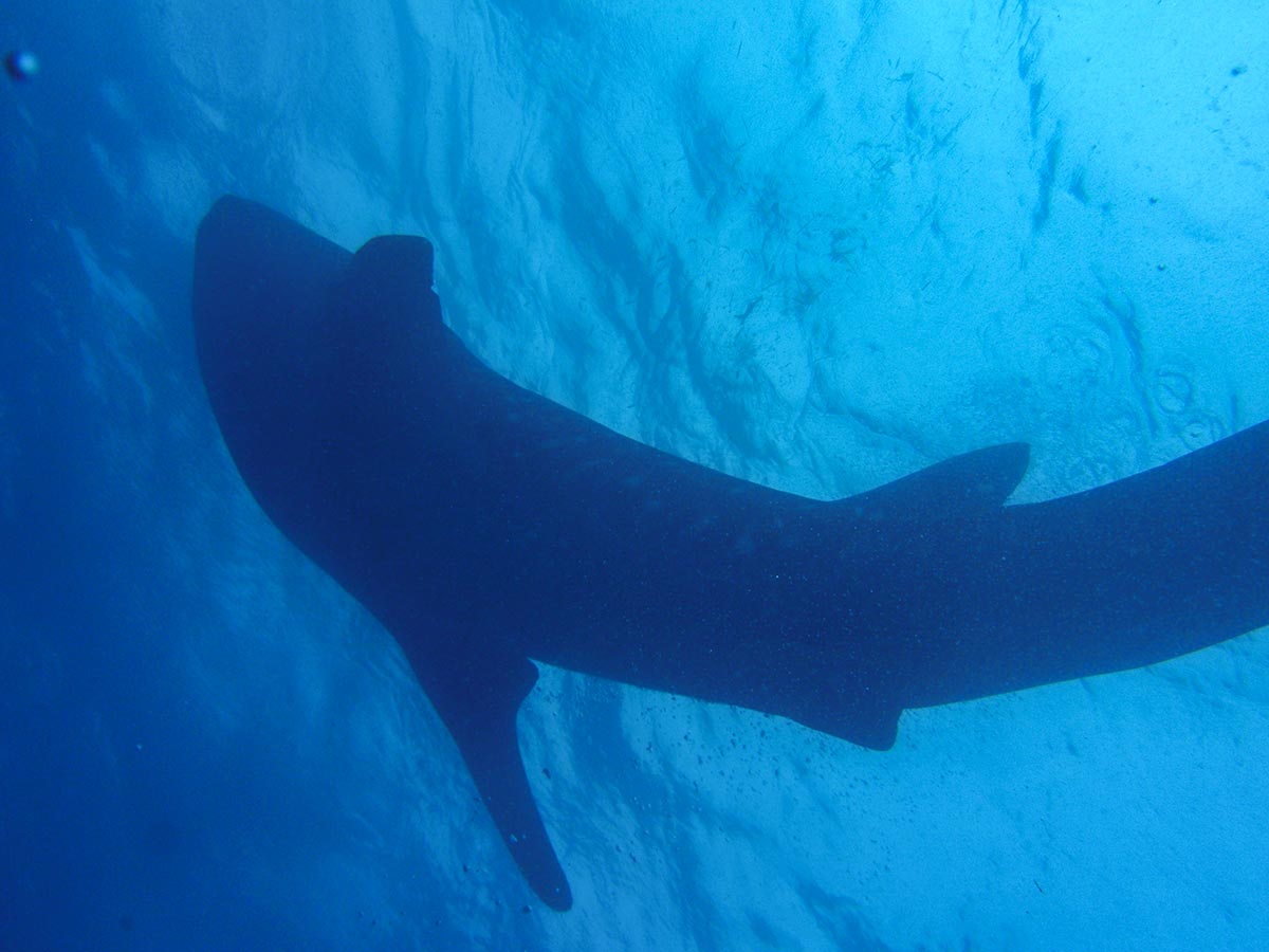 Walhaie in Oslob auf den Philippinen